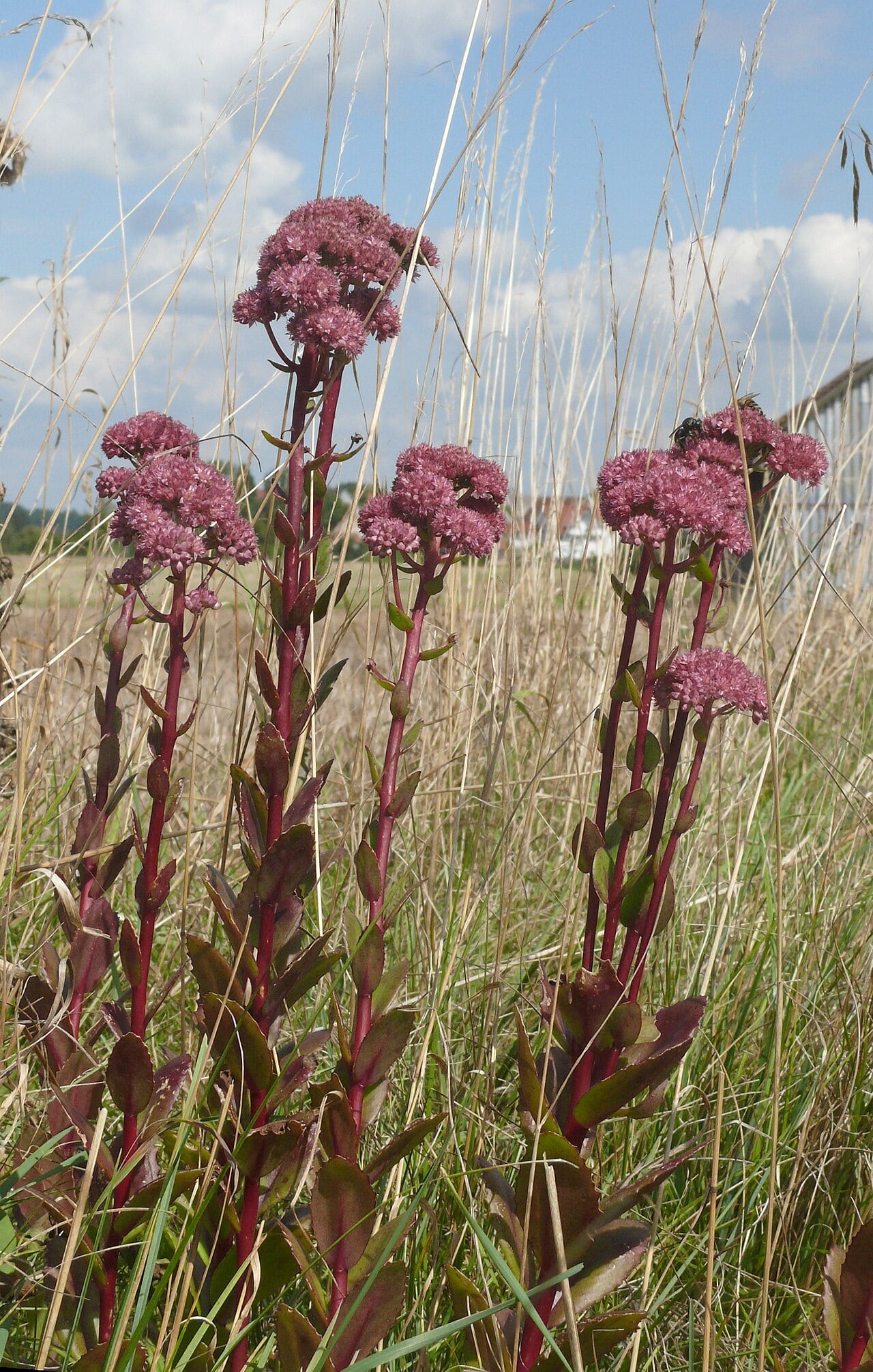 Hohe Fetthenne – Hylotelephium telephium-Hybriden