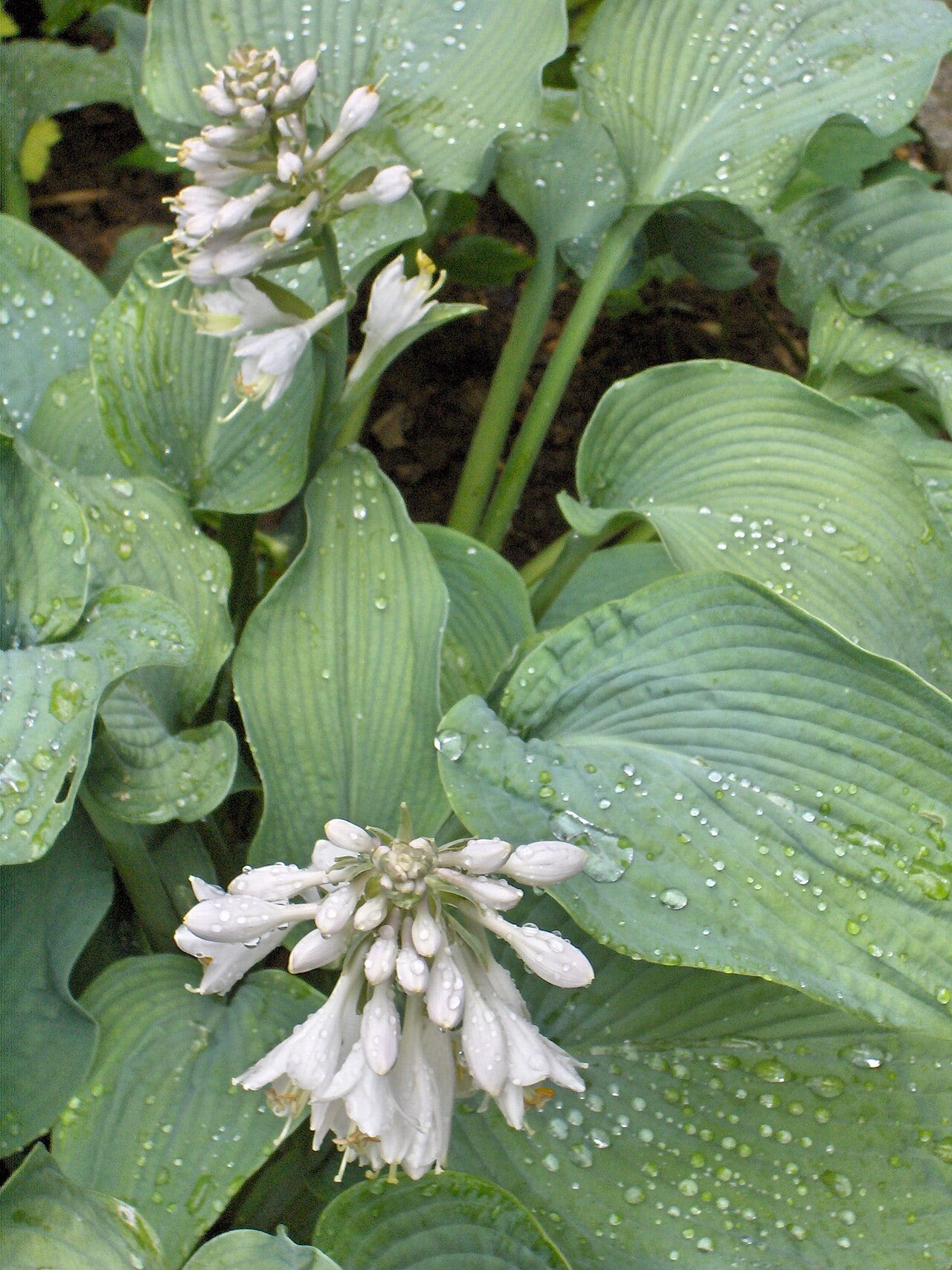 Funkie – Hosta-Hybriden