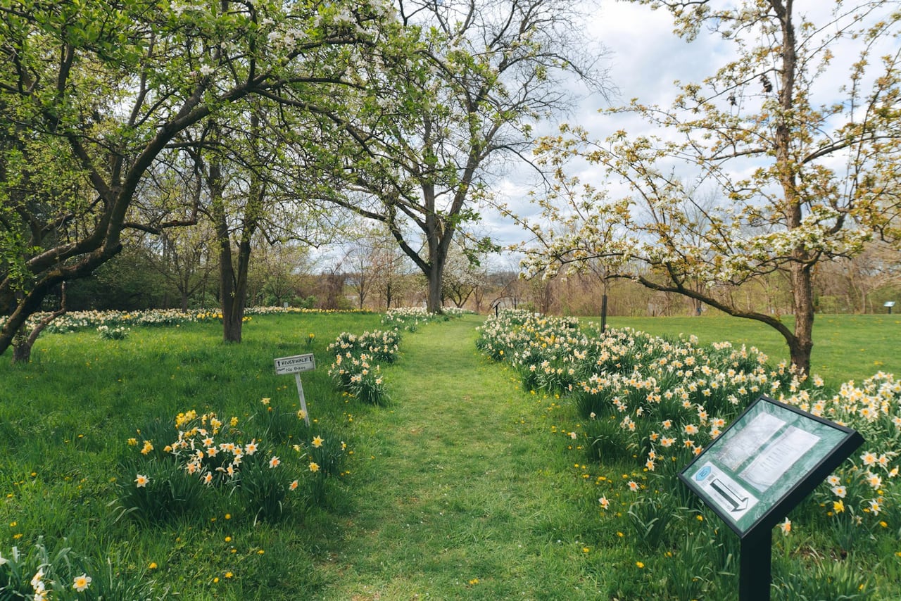 Ein grüner Weg führt durch einen Frühlingsgarten mit Narzissen und blühenden Bäumen
