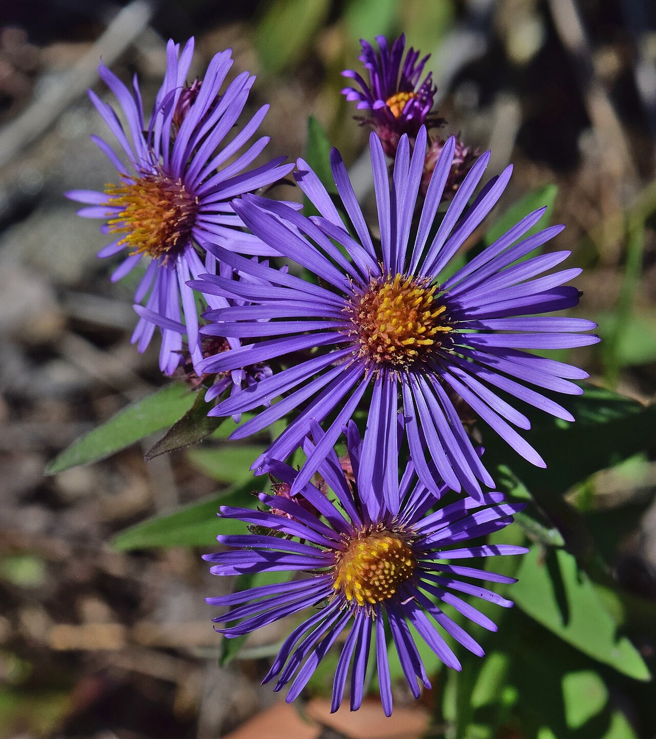 Raublatt-Aster – Symphyotrichum novae-angliae