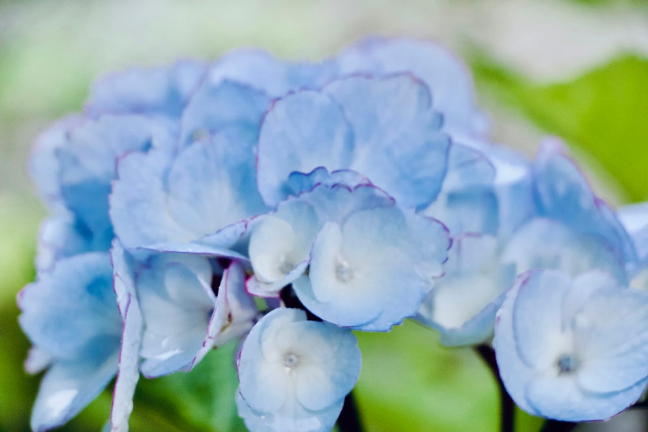 Bauernhortensie – Hydrangea macrophylla
