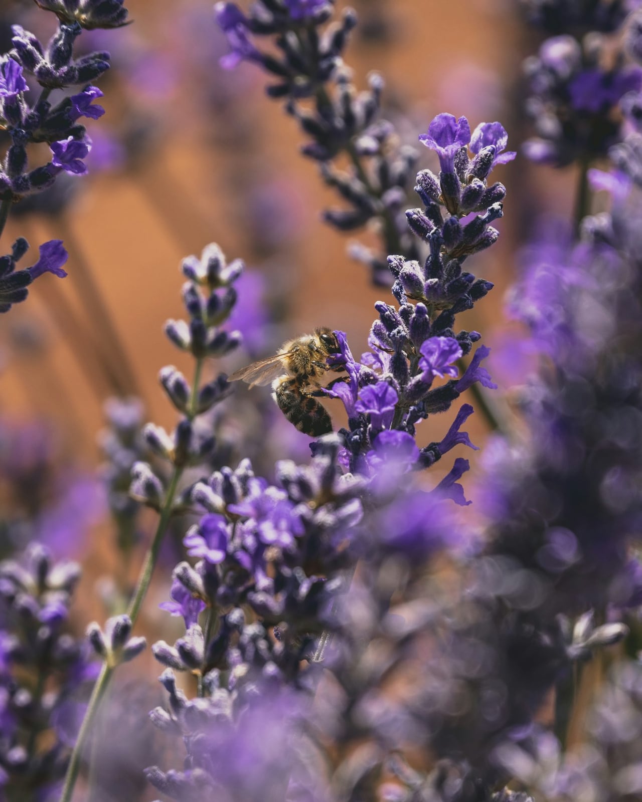 Eine Biene sammelt Nektar an einer violetten Lavendelblüte