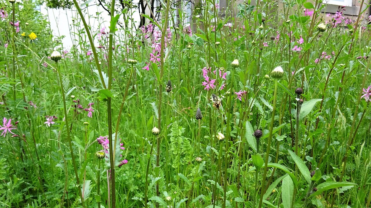 Symbolbild: Wildblumenwiese in einem ehemaligen Garten an der Universität Glasgow