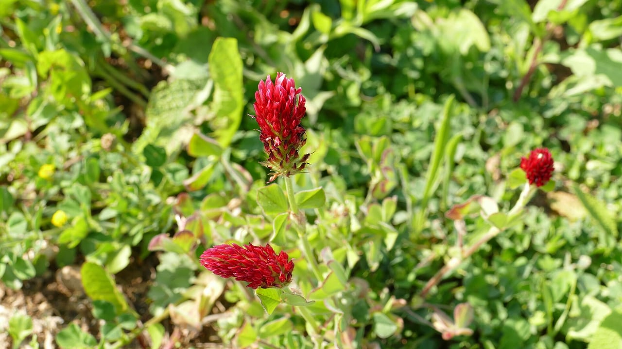 Blühender Inkarnat-Klee auf einer angelegten Bienenwiese in München-Obermenzing