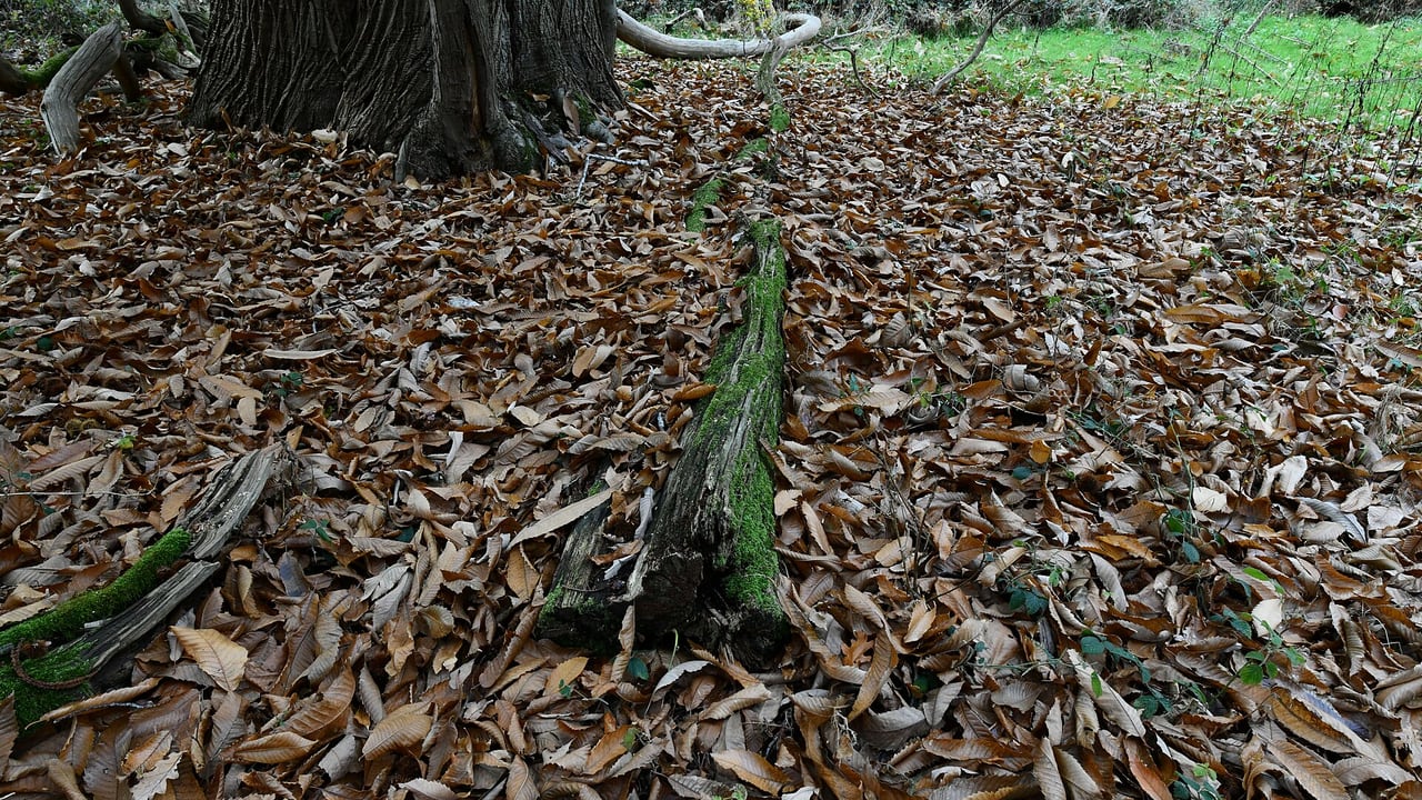 Laub unter einer Edelkastanie in Felbrigg Hall and Gardens, England