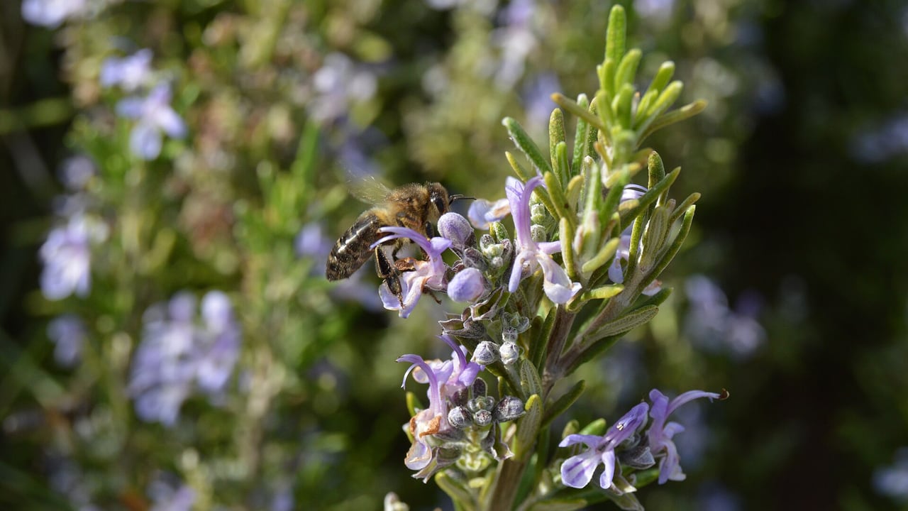 Honigbiene auf blühendem Rosmarin