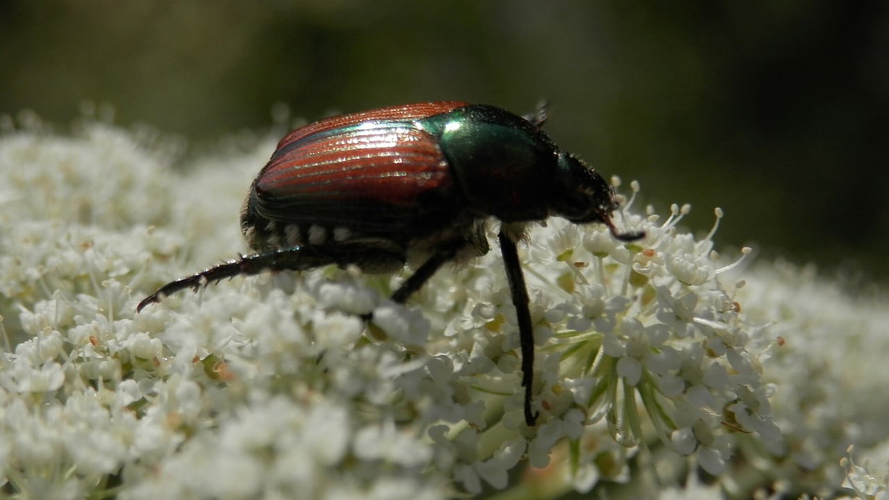 Japankäfer (Popillia japonica) auf einer Blüte in Guelph, Kanada