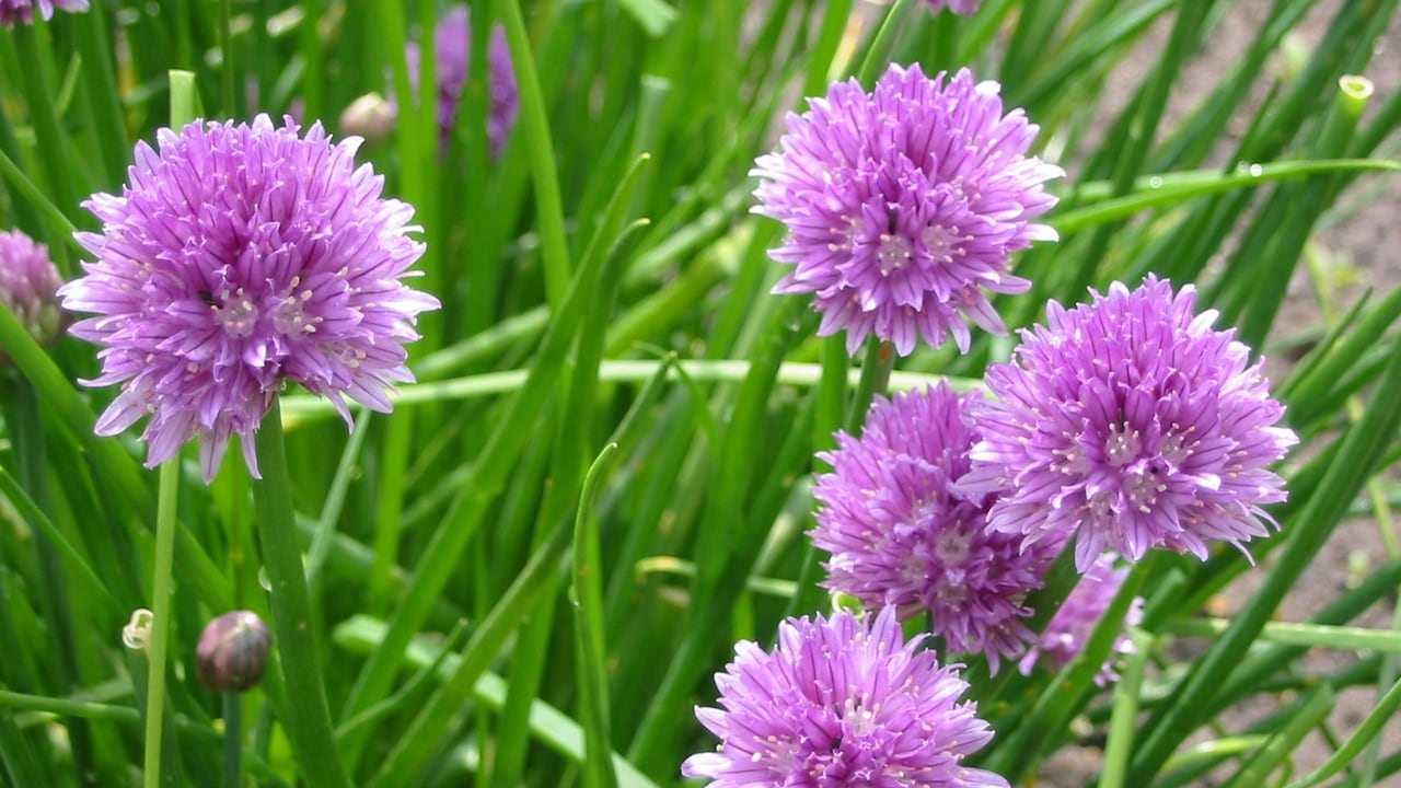 Mehrere kugelige violette Schnittlauchblüten zwischen grünen röhrenförmigen Blättern – Symbolbild