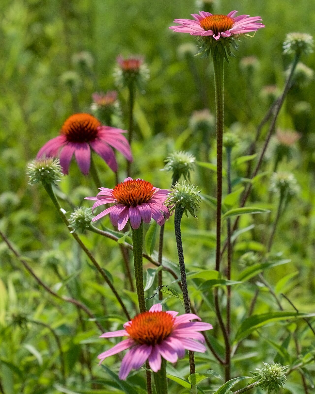 Purpur-Sonnenhut – Echinacea purpurea