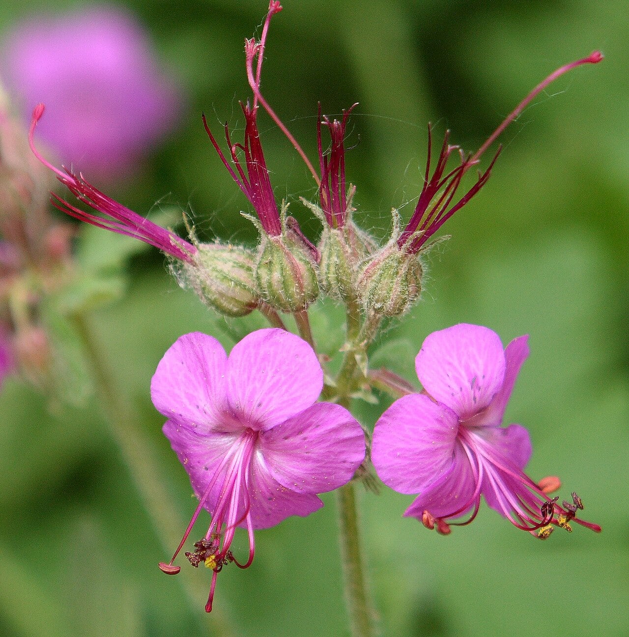 Balkan-Storchschnabel – Geranium macrorrhizum