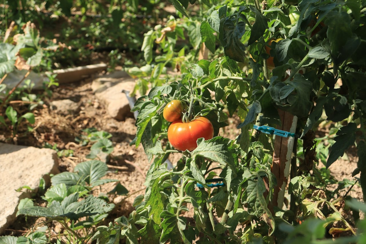 Tomate – Solanum lycopersicum